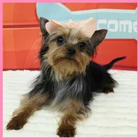 Fern, a female Morkie for sale in Taylor, TX – 4 of 5