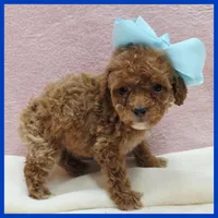 Kyle, a male Poodle - Miniature  for sale in Austin, TX – 1 of 3