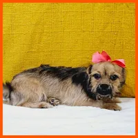 Emma, a female Maltese and Shih Tzu for sale in Austin, TX – 3 of 4