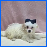 Milo, a male Maltipoo for sale in Austin, TX – 2 of 3