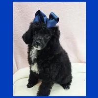 Ken, a male Poodle - Miniature  for sale in Taylor, TX – 2 of 5