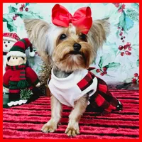 Fiona (tcup), a female Yorkshire Terrier for sale in Austin, TX – Photo 6 of 7