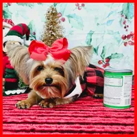 Fiona (tcup), a female Yorkshire Terrier for sale in Austin, TX – Photo 3 of 7