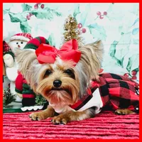 Fiona (tcup), a female Yorkshire Terrier for sale in Austin, TX – Photo 5 of 7
