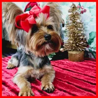 Fiona (tcup), a female Yorkshire Terrier for sale in Austin, TX – Photo 4 of 7