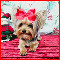 Fiona (tcup), a female Yorkshire Terrier for sale in Austin, TX – Photo 2 of 7