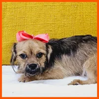 Emma, a female Maltese and Shih Tzu for sale in Austin, TX – 4 of 4