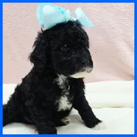 Ken, a male Poodle - Miniature  for sale in Austin, TX – 3 of 3