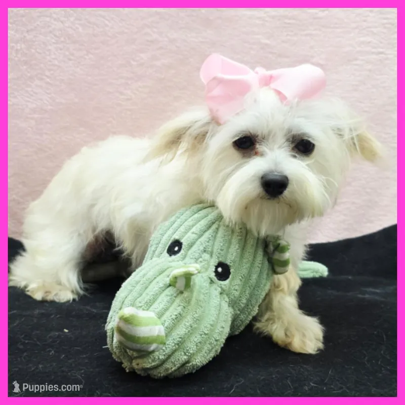 Izzy – Morkie puppy for sale in Austin, TX