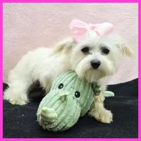 Izzy, a female Morkie for sale in Austin, TX – 2 of 4