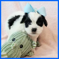 Jonas, a male Yorkipoo for sale in Austin, TX – 3 of 3