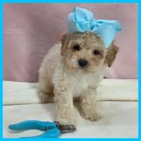 Logan, a male Maltipoo for sale in Austin, TX – 1 of 4