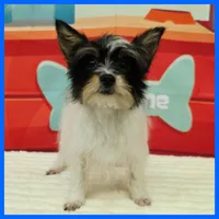 Henry, a male Morkie for sale in Austin, TX – 1 of 4