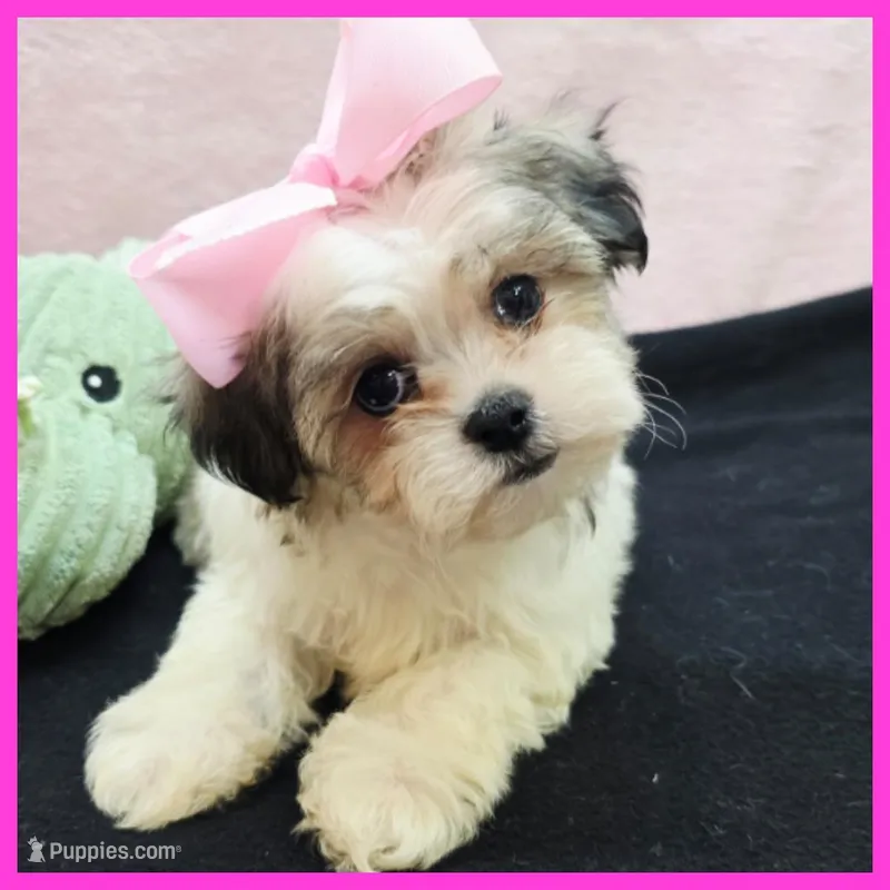 Isabella – Maltese, Shih Tzu puppy for sale in Austin, TX