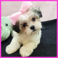 Isabella, a female Maltese and Shih Tzu for sale in Austin, TX – 1 of 4