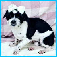 Eddie, a male Pug and Shih Tzu for sale in Austin, TX – 2 of 5