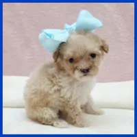 Kevin, a male Poodle - Miniature  for sale in Austin, TX – 2 of 3