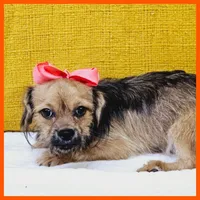 Emma, a female Maltese and Shih Tzu for sale in Taylor, TX – 3 of 4