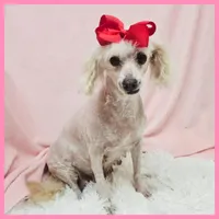 Candie, a female Maltipoo for sale in Austin, TX – Photo 1 of 3