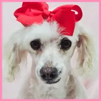 Candie, a female Maltipoo for sale in Austin, TX – Photo 2 of 3