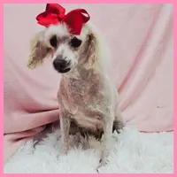 Candie, a female Maltipoo for sale in Austin, TX – Photo 3 of 3