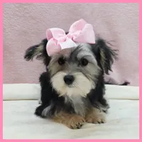 Jenna, a female Yorkipoo for sale in Taylor, TX – 2 of 5