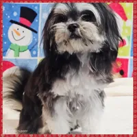Bonnie, a female Maltese and Shih Tzu for sale in Taylor, TX – 3 of 4