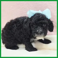 King, a male Poodle - Miniature  for sale in Austin, TX – 2 of 3