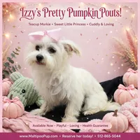 Izzy, a female Morkie for sale in Taylor, TX – 3 of 4