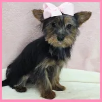 Hanna, a female Morkie for sale in Austin, TX – 3 of 4
