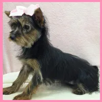 Hanna, a female Morkie for sale in Austin, TX – 4 of 4