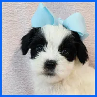Jonas, a male Yorkipoo for sale in Austin, TX – 2 of 3