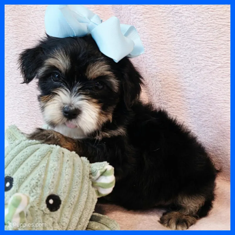 Jax – Yorkipoo puppy for sale in Austin, TX