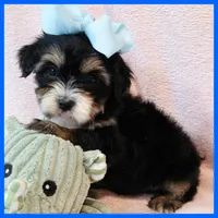 Jax, a male Yorkipoo for sale in Austin, TX – 1 of 3