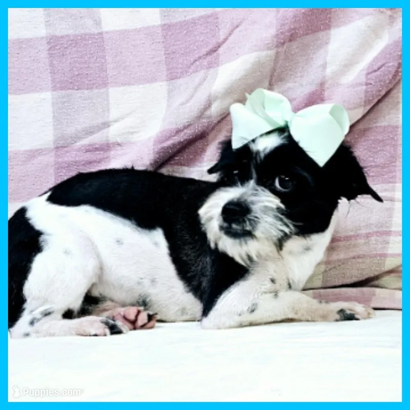 Eddie – Pug, Shih Tzu puppy for sale in Austin, TX