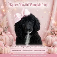 Katie, a female Poodle - Miniature  for sale in Taylor, TX – 3 of 5