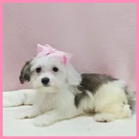 Maggie, a female Maltipoo for sale in Austin, TX – 3 of 3