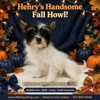 Henry, a male Morkie for sale in Taylor, TX – 3 of 5