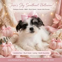 Josie, a female Yorkipoo for sale in Taylor, TX – 1 of 5
