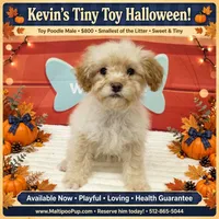 Kevin, a male Poodle - Miniature  for sale in Taylor, TX – 3 of 4