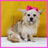 Emily, a female Pug and Shih Tzu for sale in Taylor, TX – 3 of 5