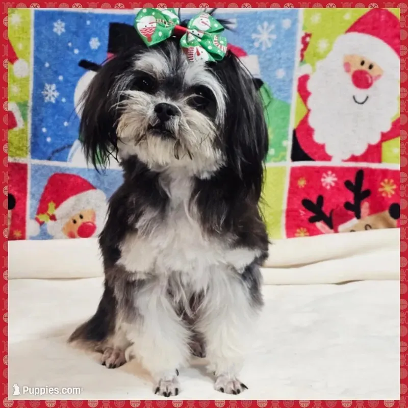 Bonnie – Maltese, Shih Tzu puppy for sale in Taylor, TX