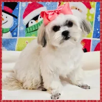 Bonita, a female Maltese and Shih Tzu for sale in Taylor, TX – 2 of 3