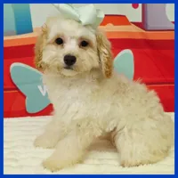 Logan, a male Maltipoo for sale in Austin, TX – 2 of 3