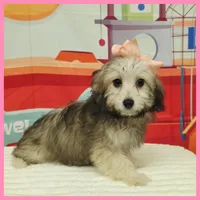 Maya, a female Maltipoo for sale in Austin, TX – 3 of 4