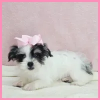 Josie, a female Yorkipoo for sale in Austin, TX – 6 of 7