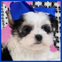 Duke, a male Morkie for sale in Austin, TX – Photo 1 of 4