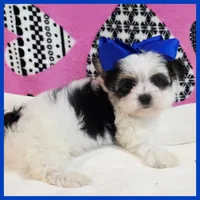 Duke, a male Morkie for sale in Austin, TX – Photo 2 of 4