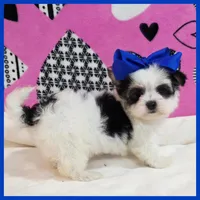 Duke, a male Morkie for sale in Austin, TX – Photo 4 of 4