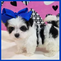 Duke, a male Morkie for sale in Austin, TX – Photo 3 of 4